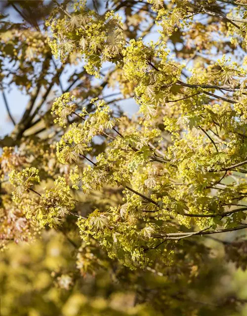 Acer platanoides 'Globosum'