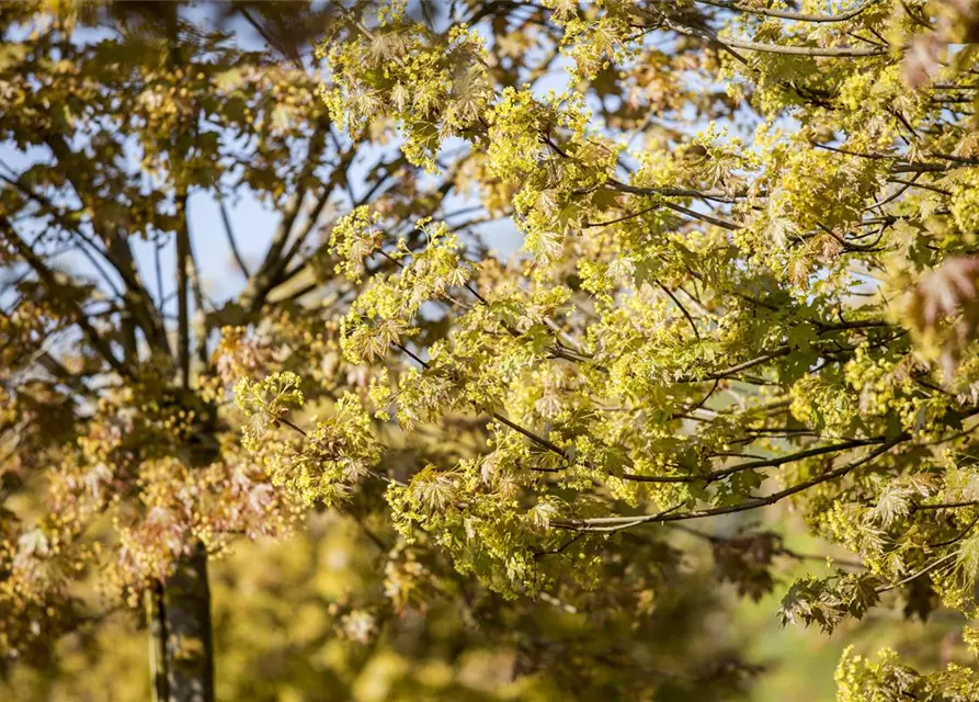 Acer platanoides 'Globosum'