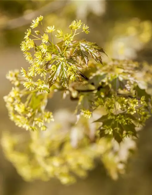 Acer platanoides 'Globosum'