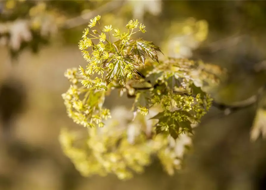 Acer platanoides 'Globosum'