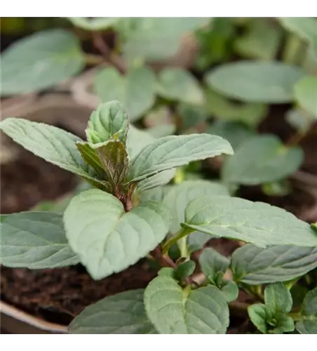 Mentha x piperita 'Chocolate'