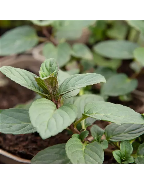 Mentha x piperita Chocolate