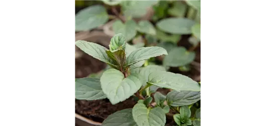 Mentha x piperita 'Chocolate'