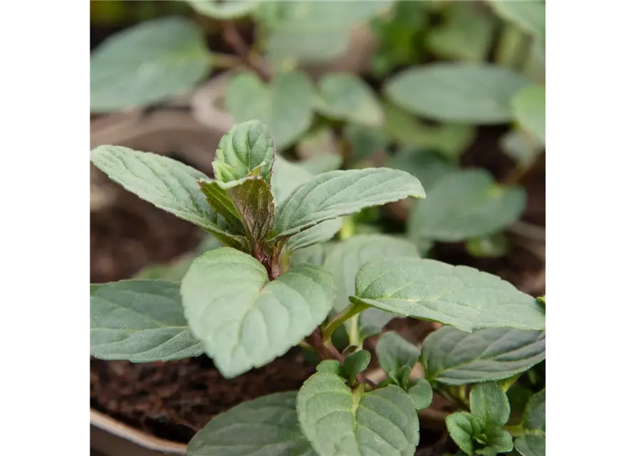 Mentha x piperita Chocolate