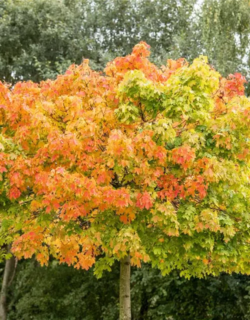 Acer platanoides 'Globosum'