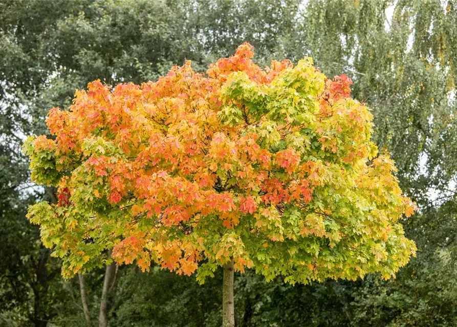 Acer platanoides 'Globosum'