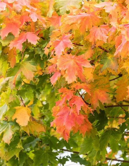 Acer platanoides 'Globosum'