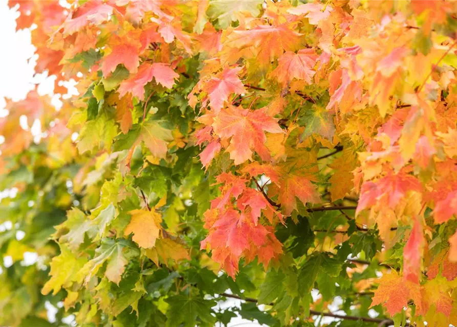 Acer platanoides 'Globosum'