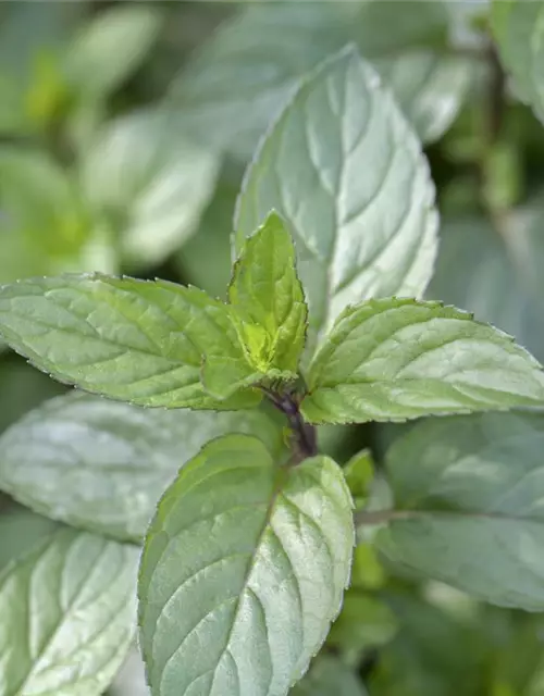 Mentha x piperita Chocolate