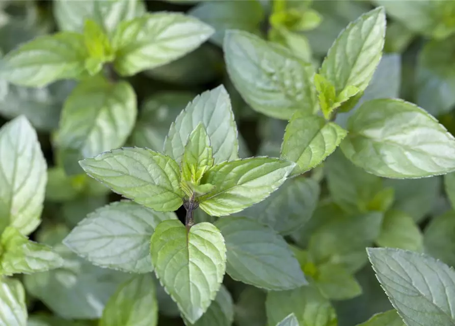 Mentha x piperita Chocolate