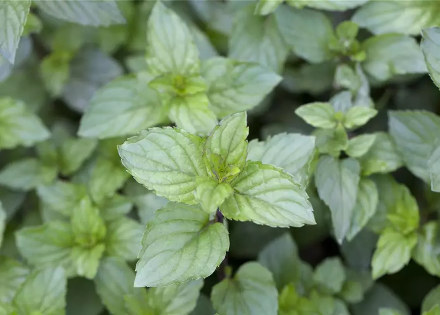 Mentha x piperita Chocolate