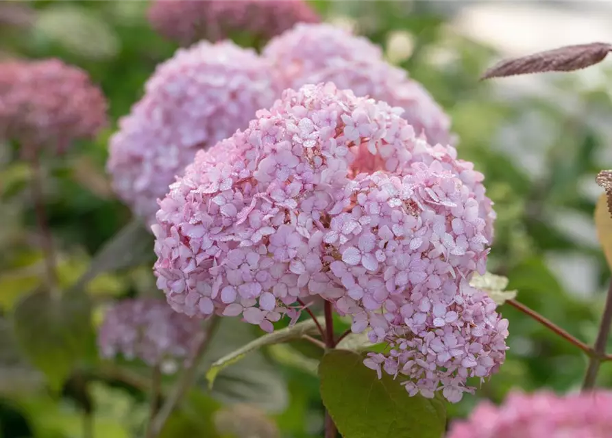 Hydrangea arborescens 'Candybelle'® Bubblegum