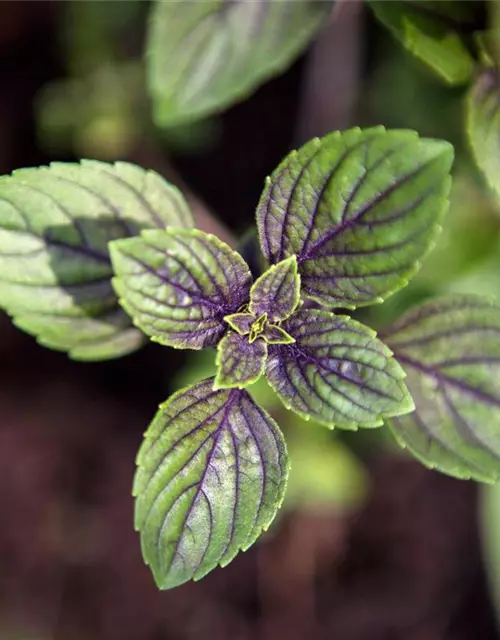 Mentha x piperita Chocolate