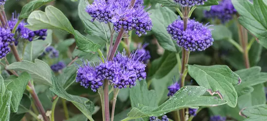 Caryopteris clandonensis 'Grand Bleu'®