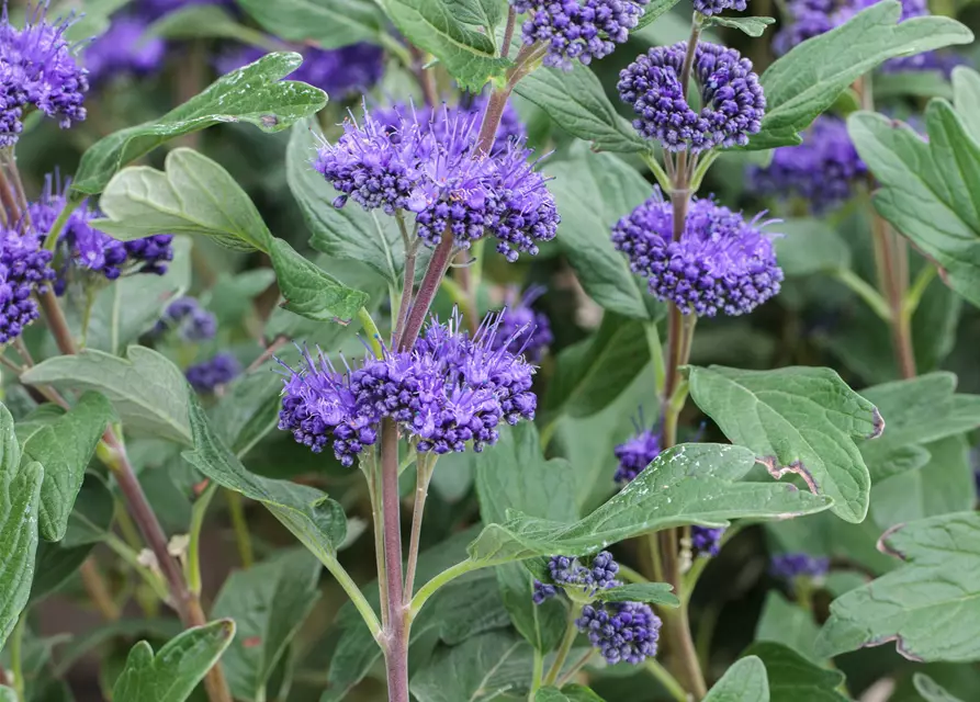 Caryopteris clandonensis 'Grand Bleu'®