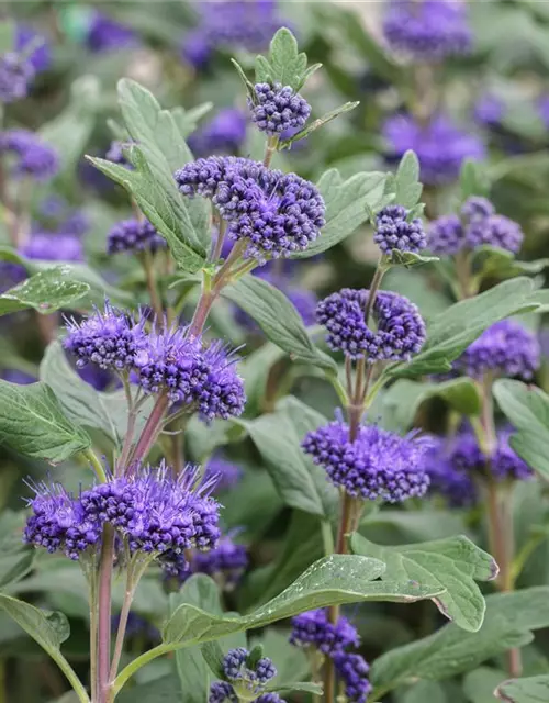 Caryopteris clandonensis 'Grand Bleu'®