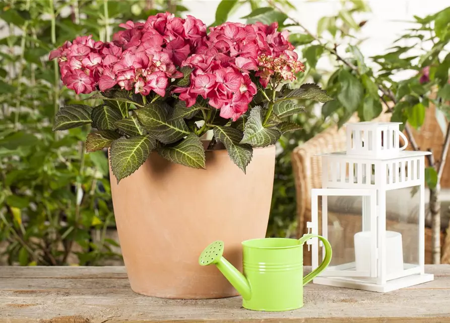 Hydrangea macrophylla 'Black Diamonds'®