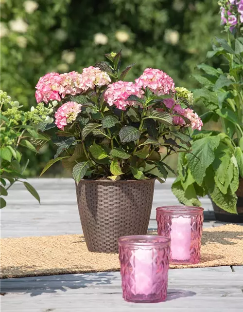 Hydrangea macrophylla 'Black Diamonds'®