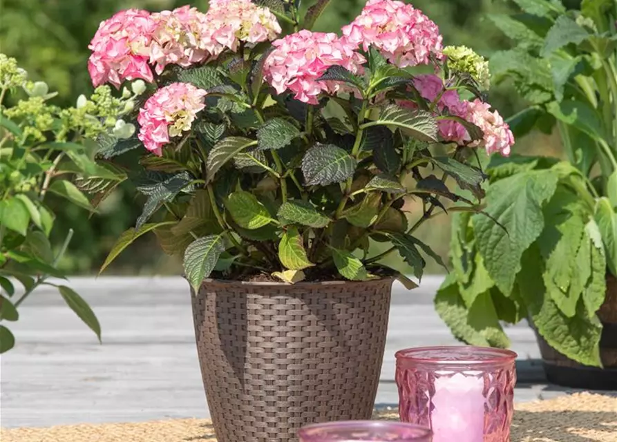 Hydrangea macrophylla 'Black Diamonds'®