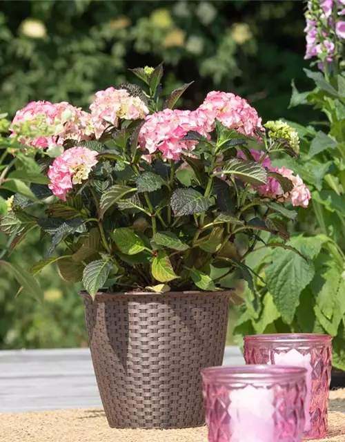 Hydrangea macrophylla 'Black Diamonds'®