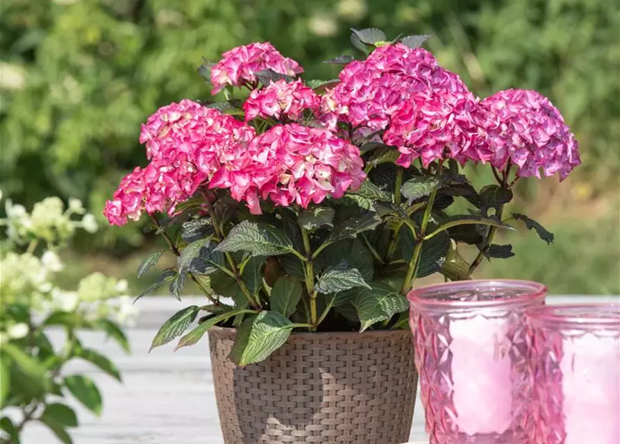 Hydrangea macrophylla 'Black Diamonds'®