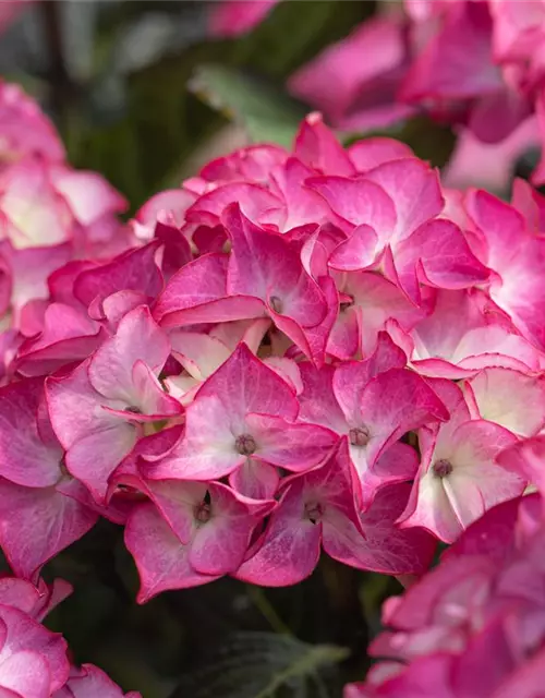 Hydrangea macrophylla 'Black Diamonds'®