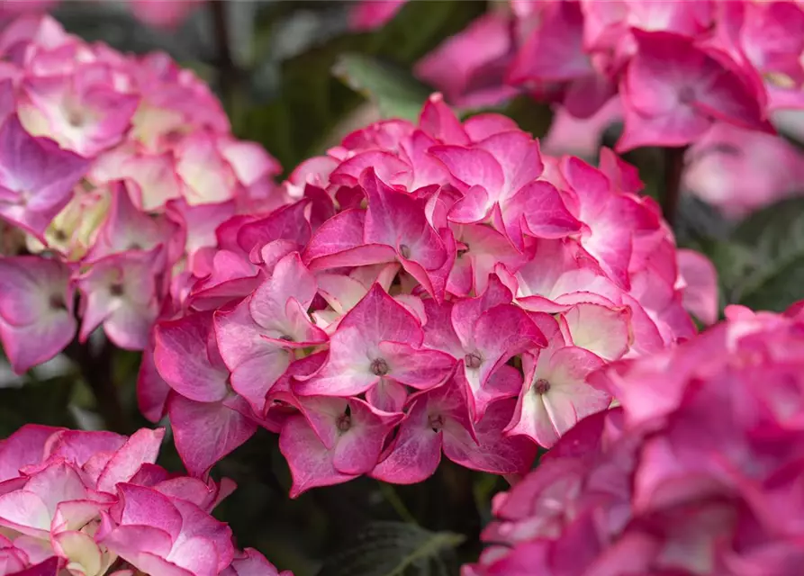 Hydrangea macrophylla 'Black Diamonds'®