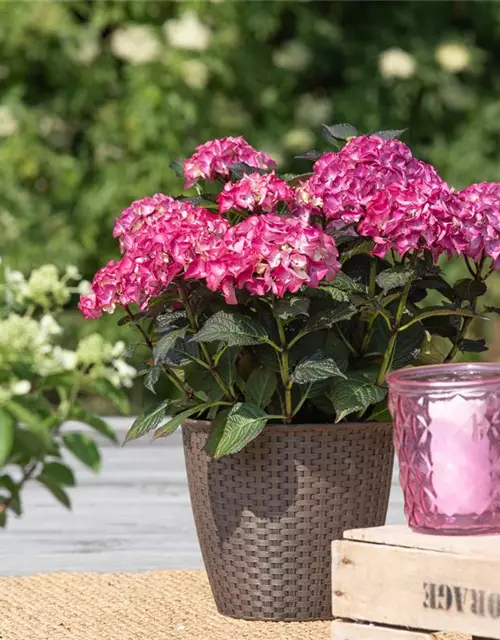 Hydrangea macrophylla 'Black Diamonds'®