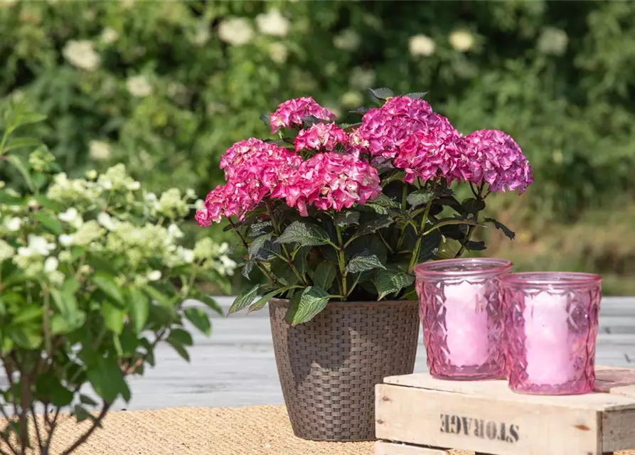 Hydrangea macrophylla 'Black Diamonds'®