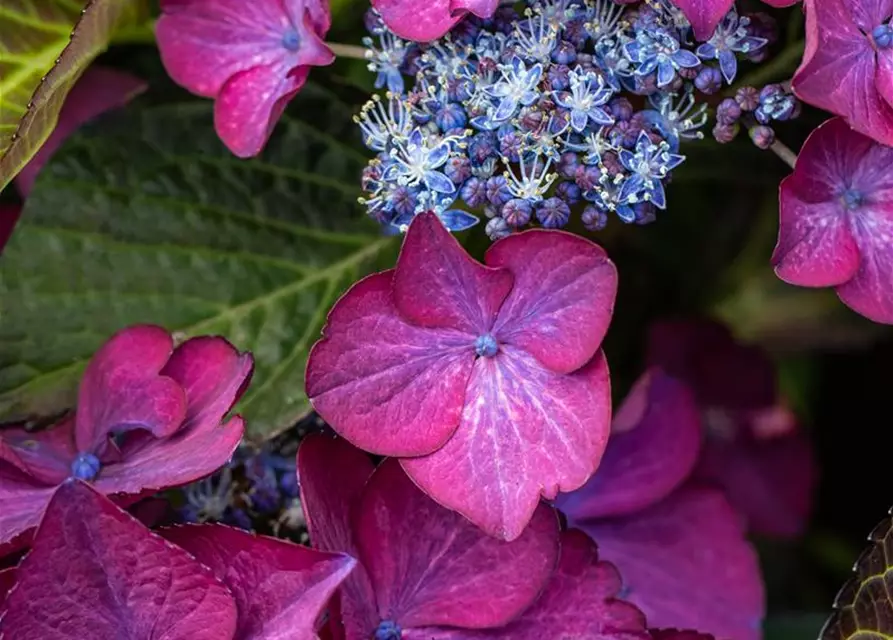 Hydrangea macrophylla 'Black Diamonds'®