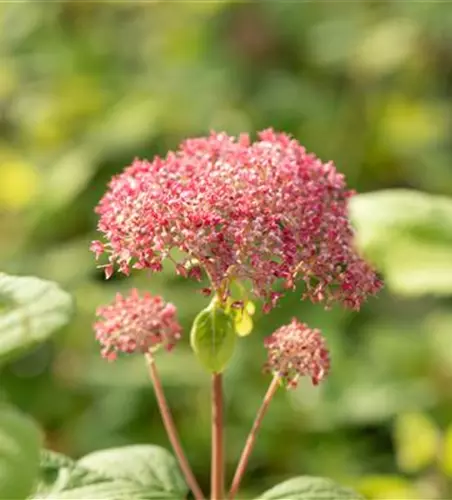 Hydrangea arborescens 'Pink Annabelle'®