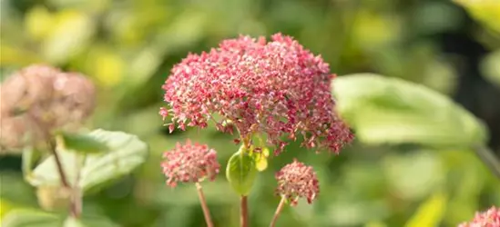 Hydrangea arborescens 'Pink Annabelle'®