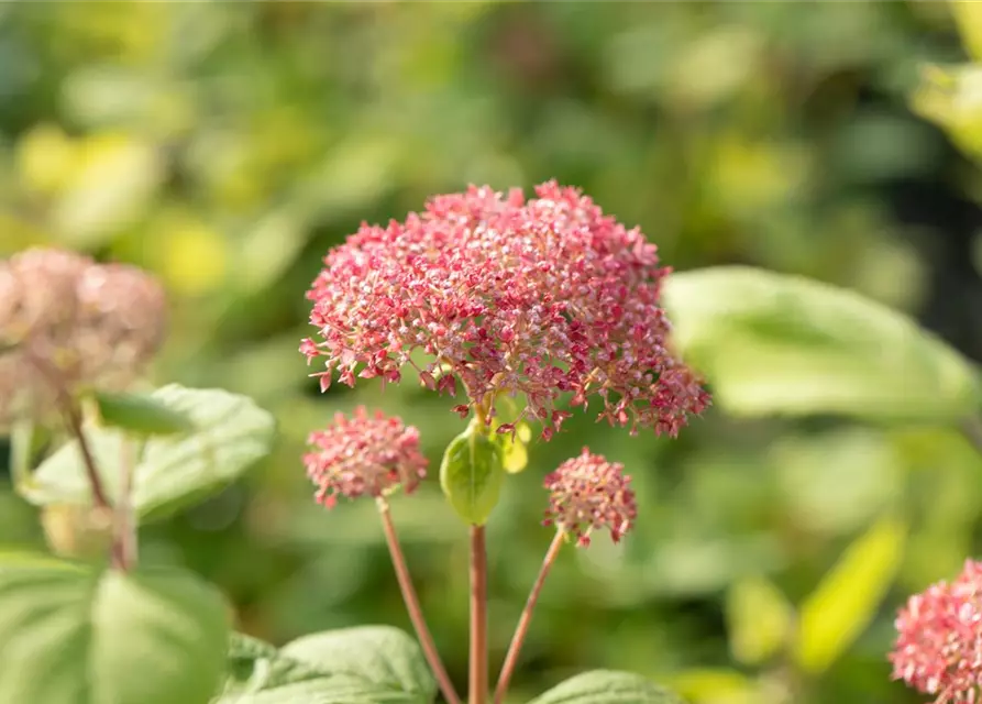 Hydrangea arborescens 'Pink Annabelle'®