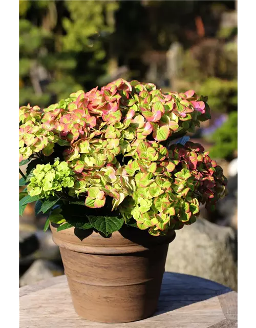 Hydrangea macrophylla 'Magical Greenfire'®