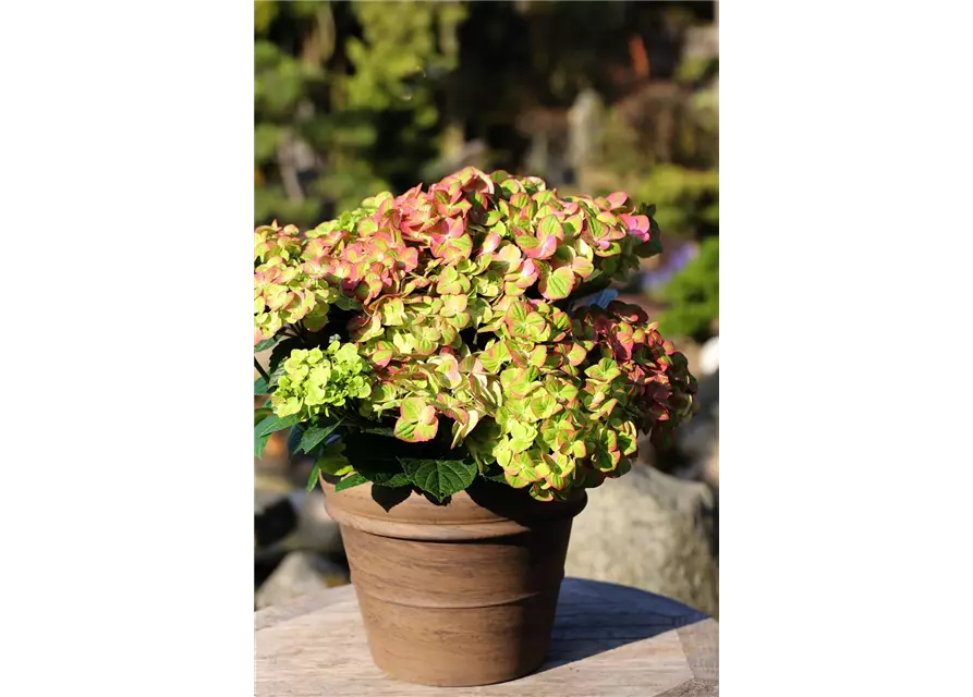 Hydrangea macrophylla 'Magical Greenfire'®