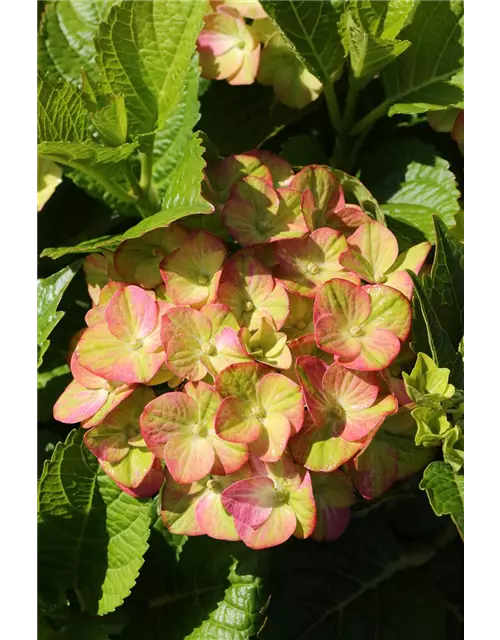 Hydrangea macrophylla 'Magical Greenfire'®