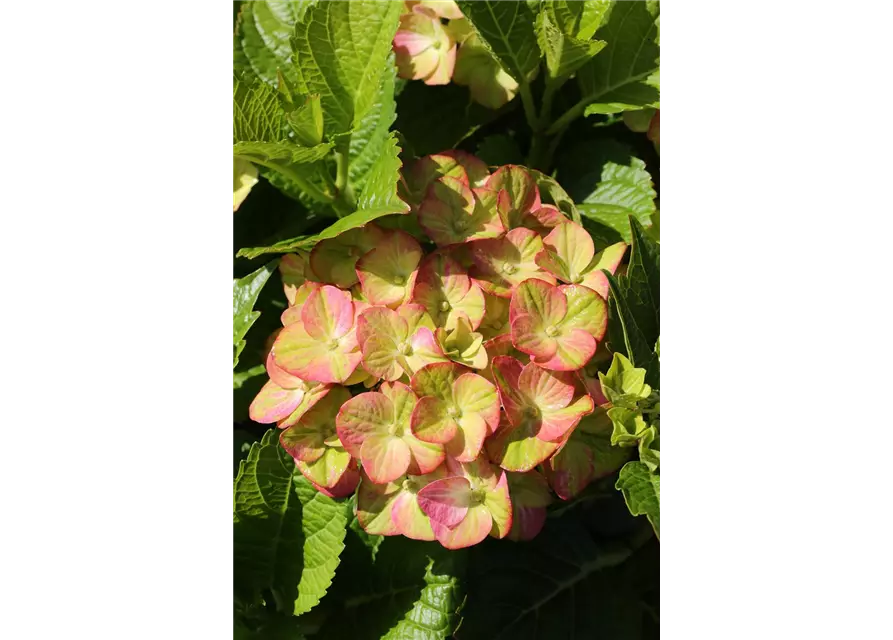 Hydrangea macrophylla 'Magical Greenfire'®