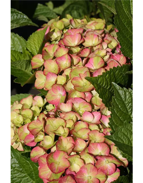 Hydrangea macrophylla 'Magical Greenfire'®