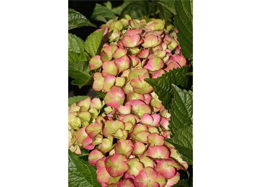 Hydrangea macrophylla 'Magical Greenfire'®