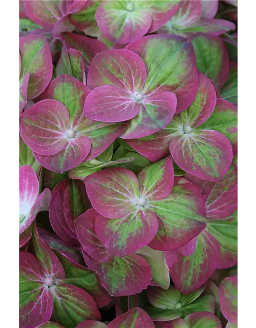 Hydrangea macrophylla 'Magical Greenfire'®