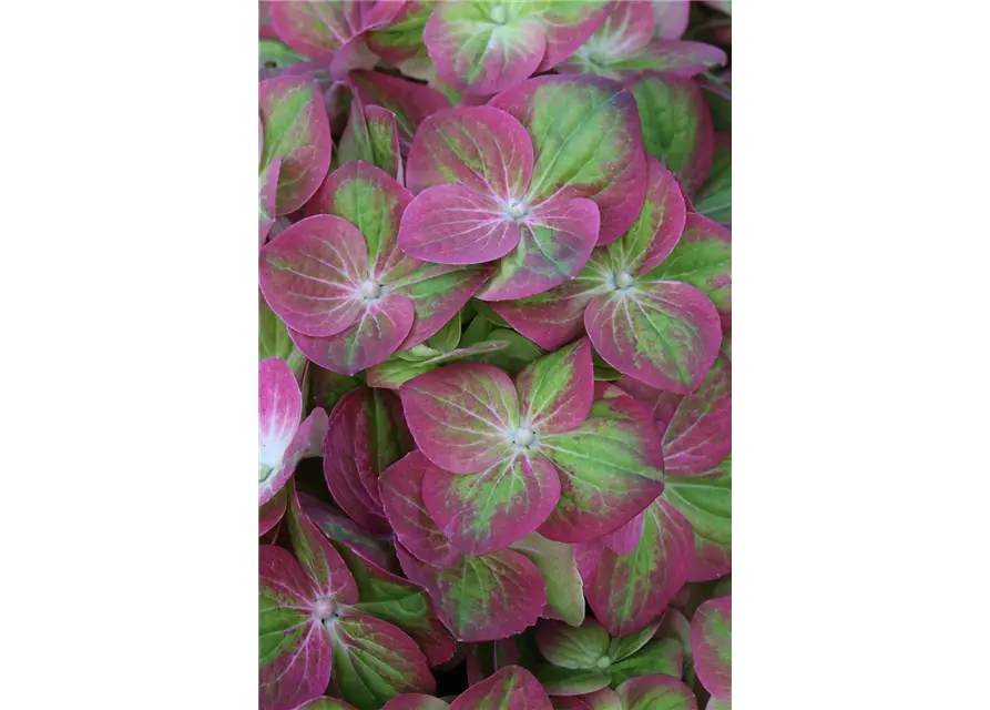 Hydrangea macrophylla 'Magical Greenfire'®