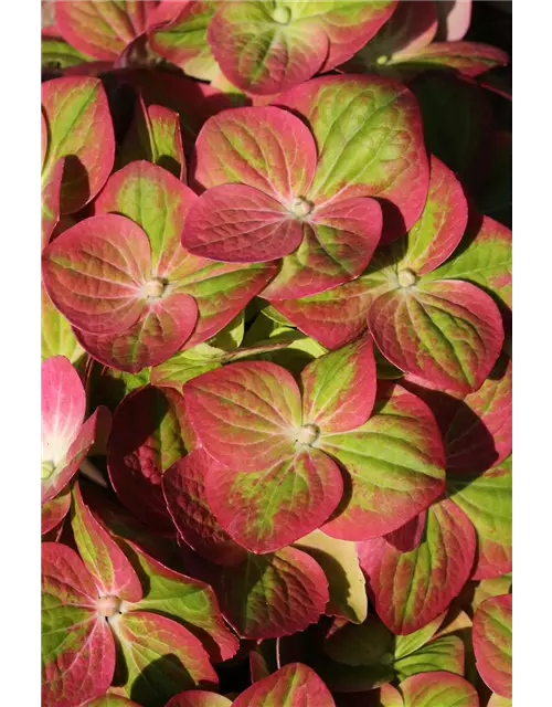 Hydrangea macrophylla 'Magical Greenfire'®