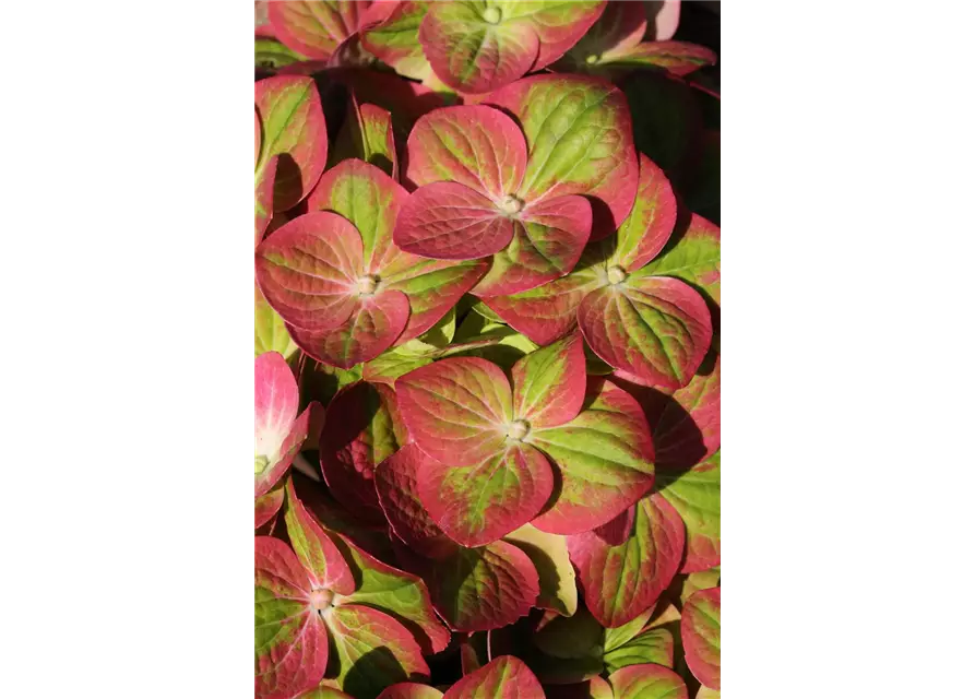 Hydrangea macrophylla 'Magical Greenfire'®