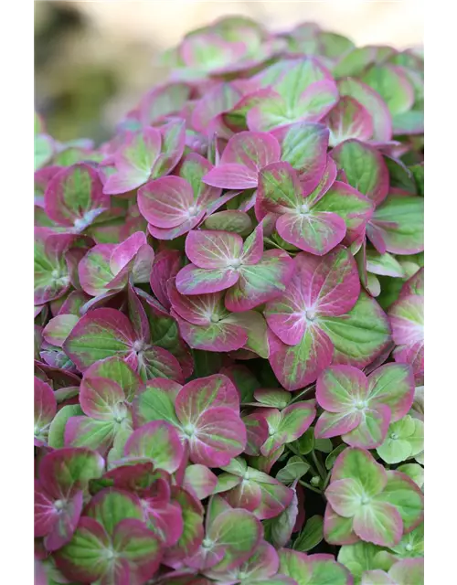 Hydrangea macrophylla 'Magical Greenfire'®