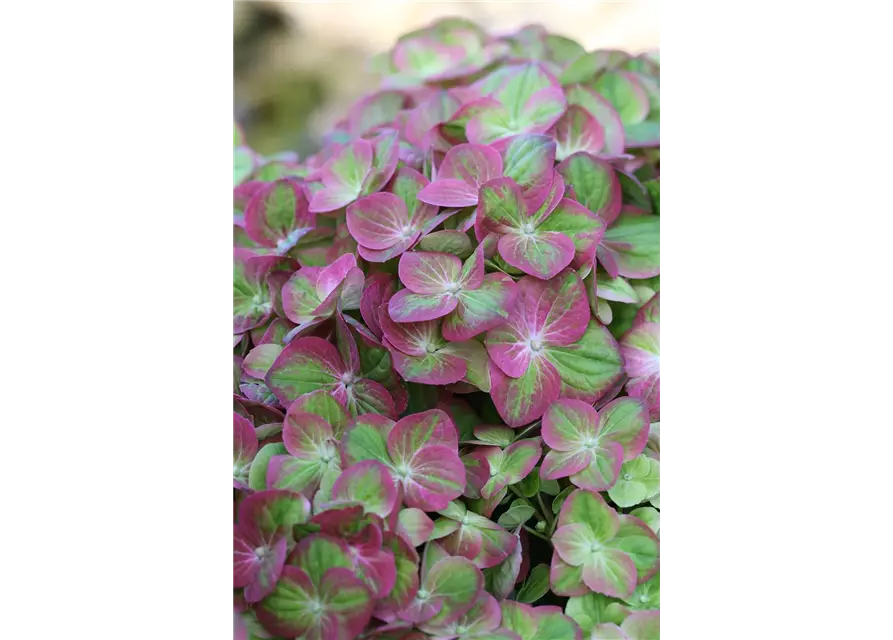 Hydrangea macrophylla 'Magical Greenfire'®