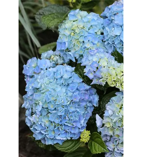 Hydrangea macrophylla 'Blue Ballad'®