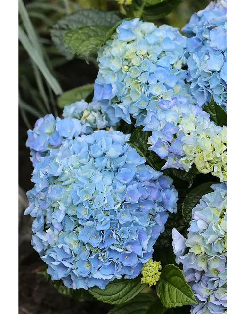 Hydrangea macrophylla 'Blue Ballad'®