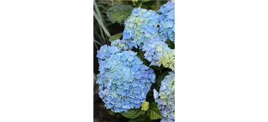 Hydrangea macrophylla 'Blue Ballad'®