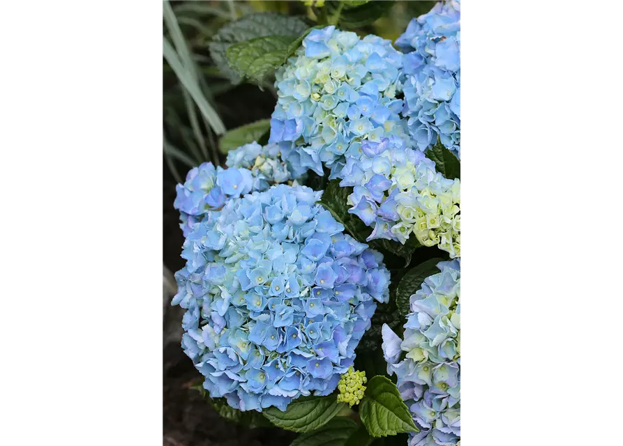 Hydrangea macrophylla 'Blue Ballad'®