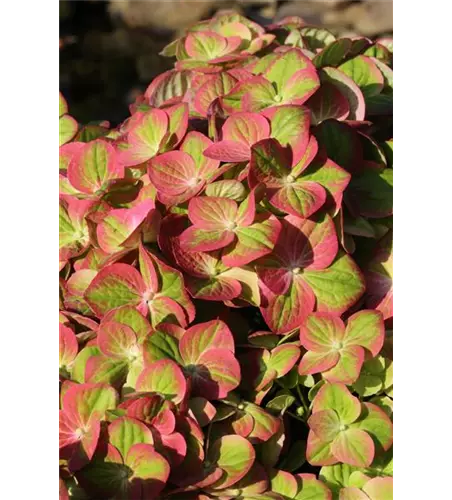 Hydrangea macrophylla 'Magical Greenfire'®